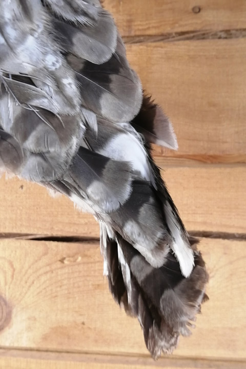 Чучело совы-неясыть (Strix aluco) - сертификат