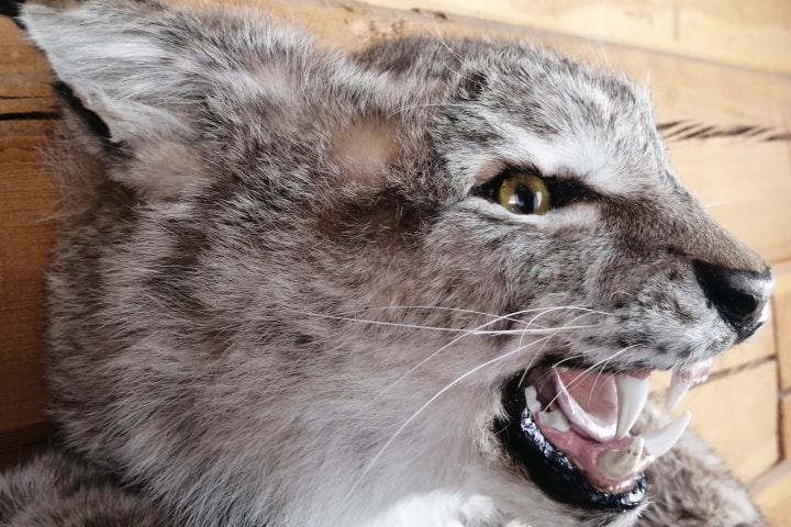 Чучело головы рыси (Lynx lynx) - Чучела диких зверей
