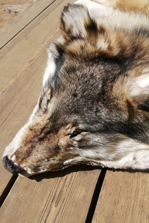Ковер из шкуры сибирского волка - Ковры из шкур диких зверей
