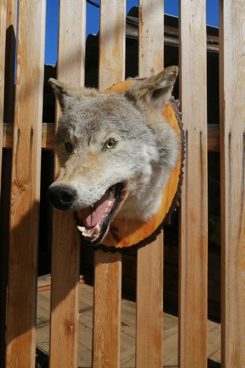 Чучело головы волка (Canis lupus) - Чучела диких зверей
