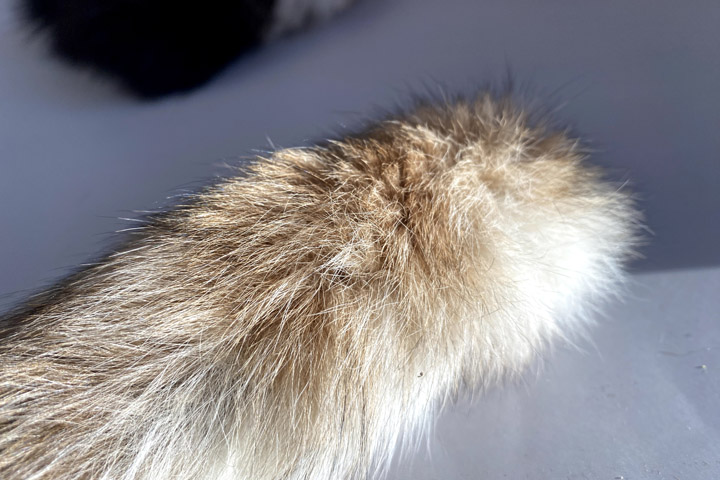 Хвост рыси сибирской - брелок оберег - Обереги