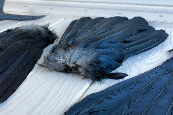 Крылья ворона - corvus alis - крыло ворона - Прочее