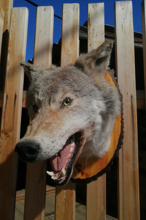 Чучело головы волка (Canis lupus) - сертификат