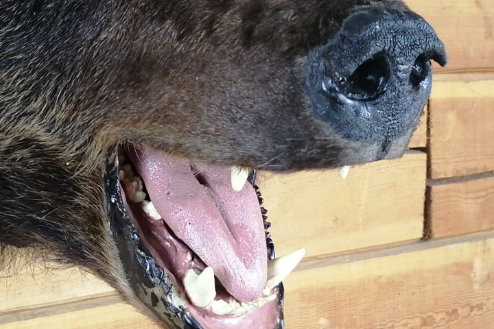 Чучело головы бурого медведя (Ursus arctos) - Чучела диких зверей