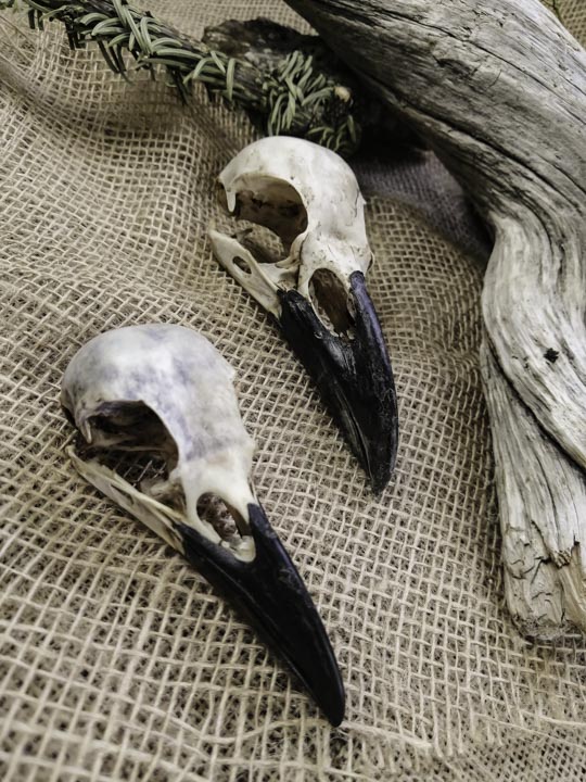 Череп ворона (Corvus corax) - Черепа диких зверей