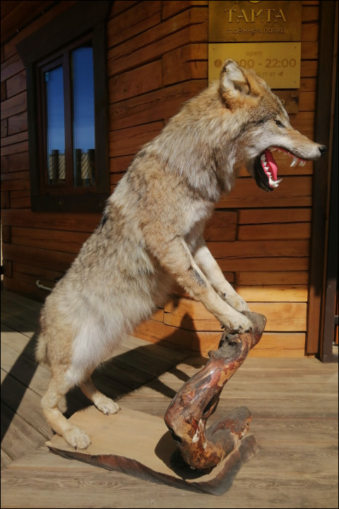 Чучело Волка (Canis lupus) - Чучела диких зверей