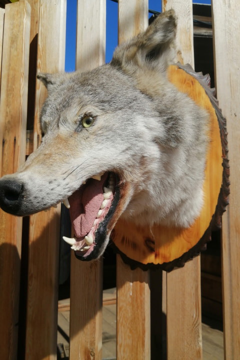 Чучело головы волка (Canis lupus)