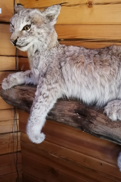 Чучело рыси (Lynx lynx) - Чучела диких зверей