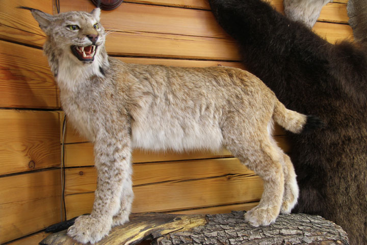 Чучело рыси (Lynx lynx)