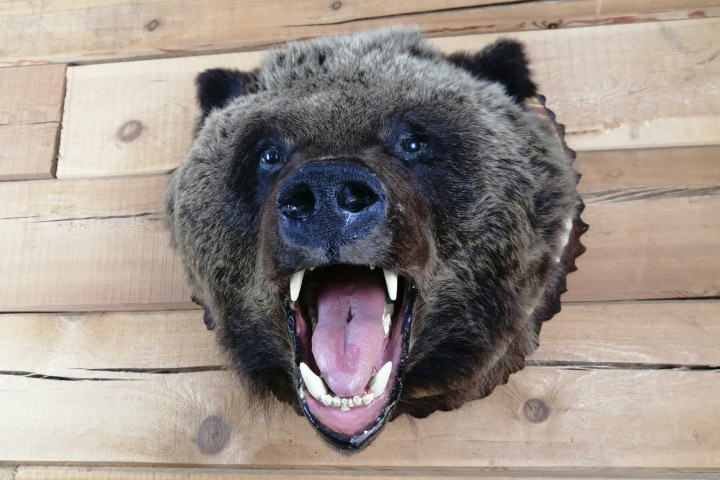 Чучело головы бурого медведя (Ursus arctos) | Таёжная лавка Тамга