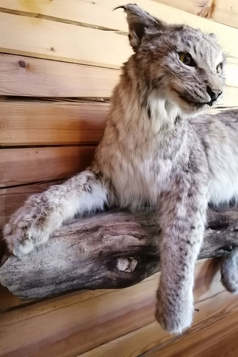 Чучело рыси (Lynx lynx) - сертификат