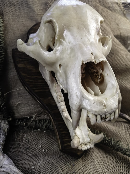 Череп медведя (Ursus arctos) - Черепа диких зверей