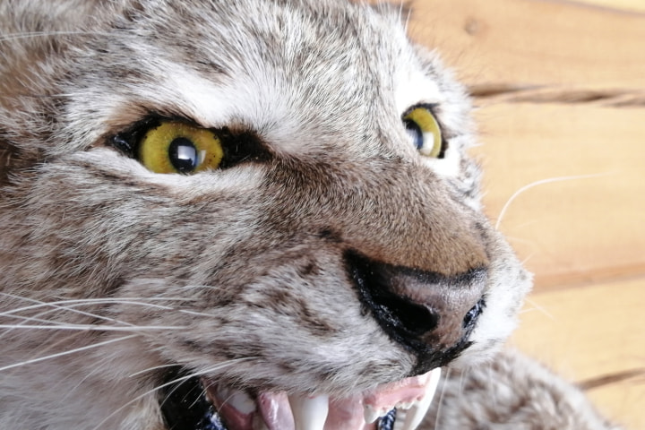 Чучело головы рыси ( Lynx lynx) - сертификат