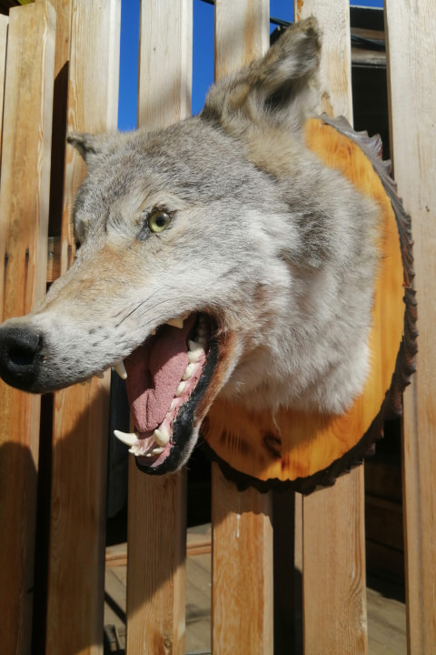 Чучело головы волка (Canis lupus) - Чучела диких зверей