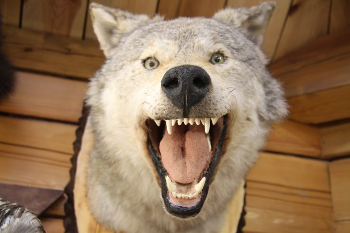 Чучело головы волка (Canis lupus)