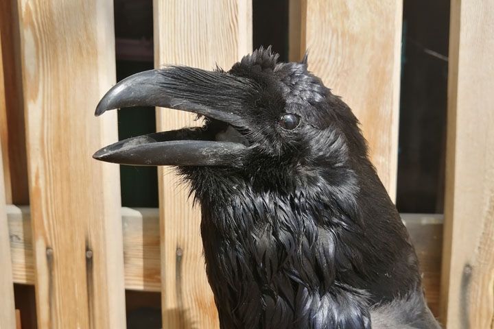 Чучело ворона (Corvus corax)