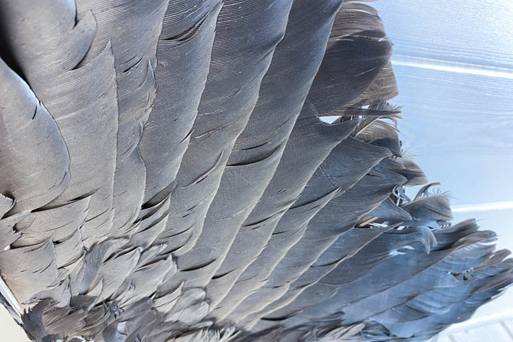 Крылья ворона - corvus alis - крыло ворона - Прочее