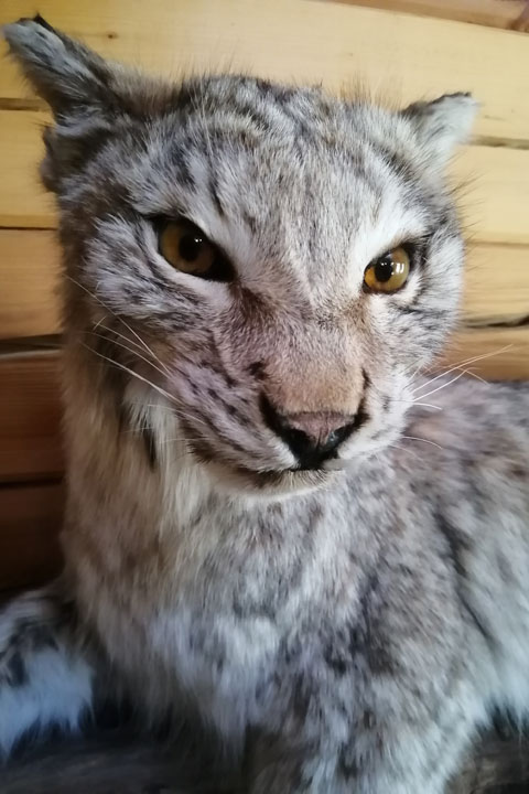 Чучело рыси (Lynx lynx) - Чучела диких зверей
