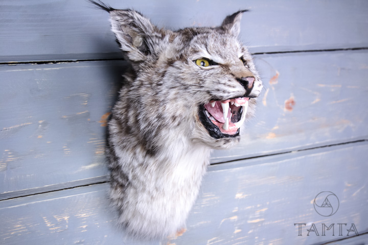 Чучело головы рыси (Lynx lynx)