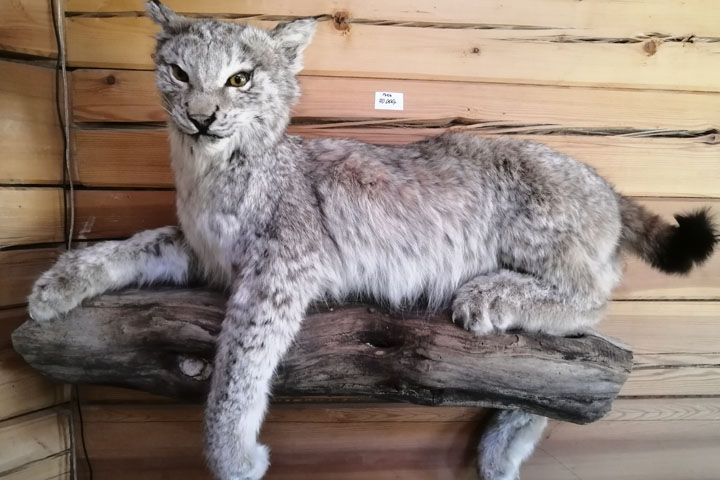 Чучело рыси (Lynx lynx) - сертификат