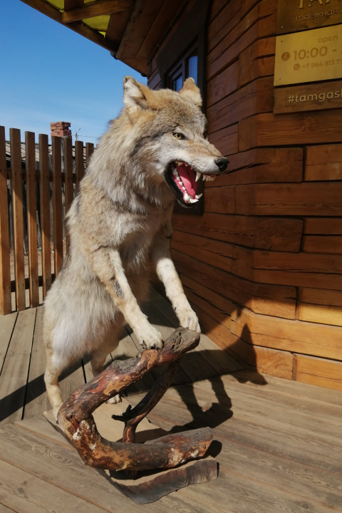 Чучело Волка (Canis lupus) - Чучела диких зверей