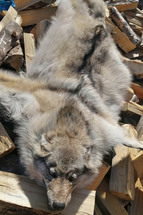 Ковер из шкуры сибирского волка - сертификат