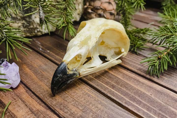 Череп ястреба-тетеревятника (Accipiter gentilis) - Черепа диких зверей