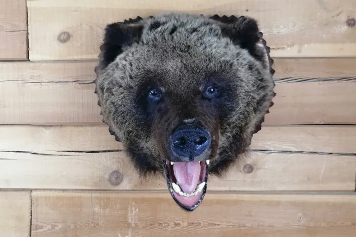 Чучело головы бурого медведя (Ursus arctos) - сертификат
