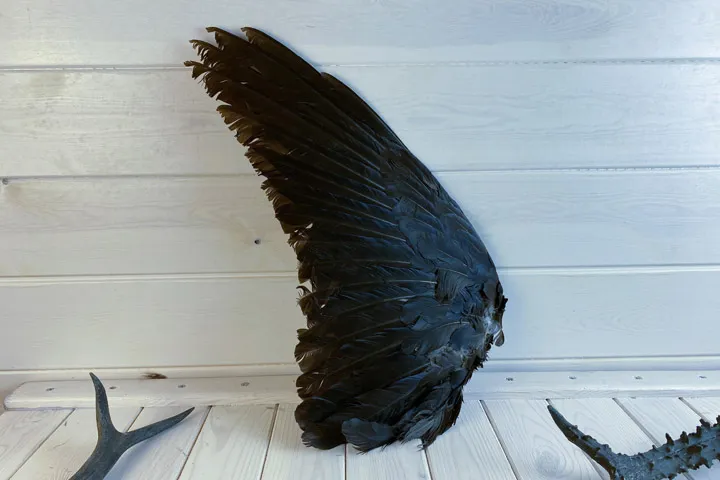 Крылья ворона - corvus alis - крыло ворона | Таёжная лавка Тамга
