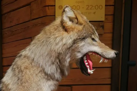 Чучело Волка (Canis lupus)