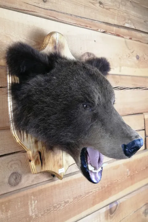 Чучело головы бурого медведя (Ursus arctos) - сертификат