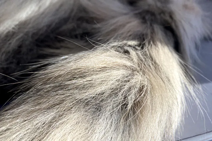 Хвост сибирского волка - брелок оберег - Брелки