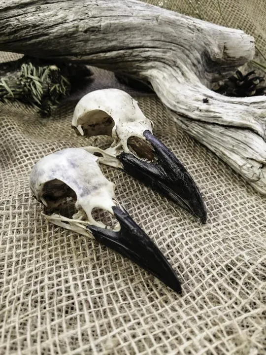 Череп ворона (Corvus corax) - Черепа диких зверей