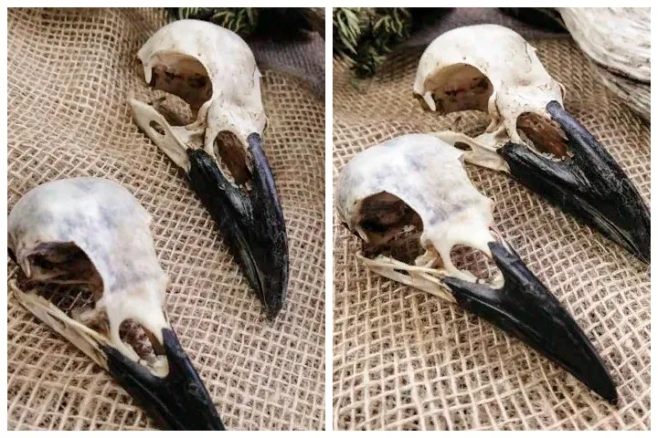 Череп ворона (Corvus corax)