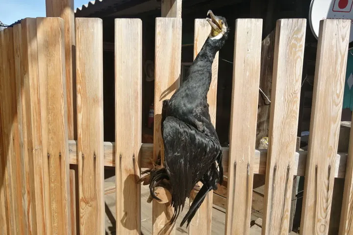 Чучело баклана (Phalacrocorax) | Таёжная лавка Тамга