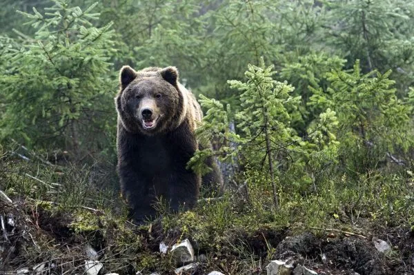 Бурый медведь | Таежная лавка «Тамга»