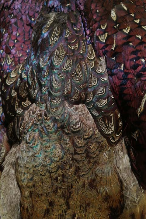 Чучело фазана (Phasianus colchicus) - Чучела диких зверей