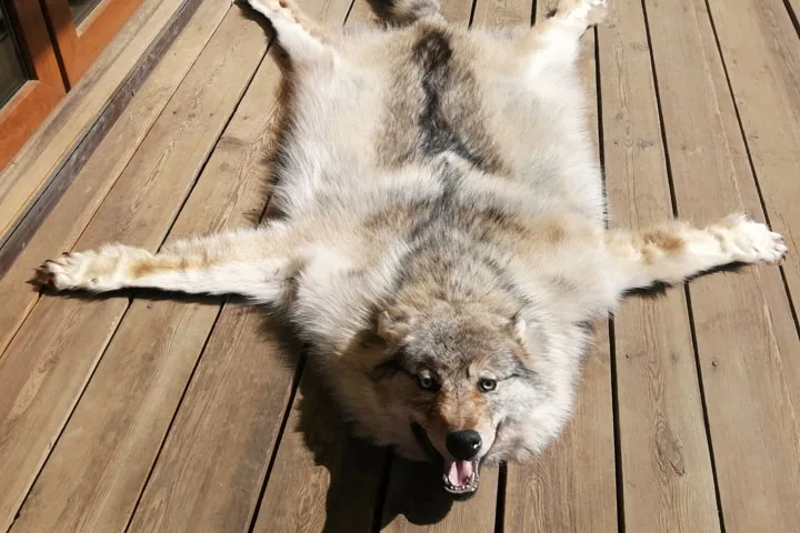 Ковер из шкуры сибирского волка | Таёжная лавка Тамга